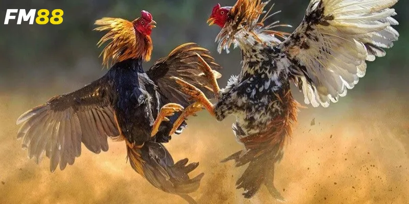 Khám phá đá gà Nam Mỹ trực tiếp