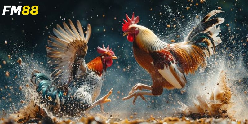 Hướng dẫn đặt cược các loại cược hấp dẫn