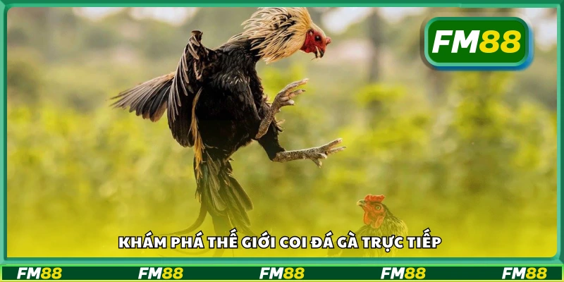 Trải nghiệm thế giới đá gà live cực kỳ sôi động