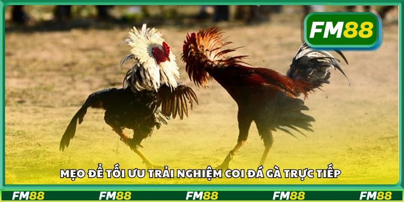 Cách cải thiện chất lượng khi xem đá gà live online