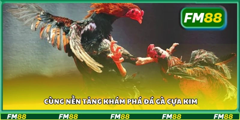Cùng nền tảng khám phá đá gà cựa kim