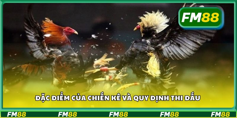 Đặc điểm của chiến kê và quy định thi đấu