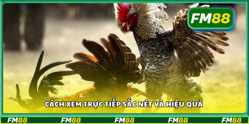 Cách xem trực tiếp sắc nét và hiệu quả