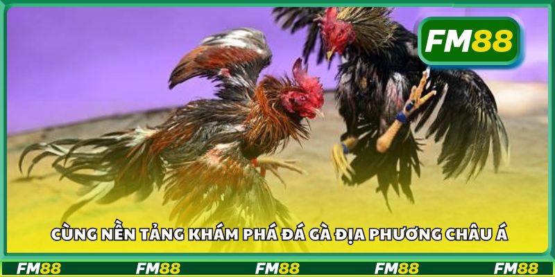 Cùng nền tảng khám phá đá gà địa phương châu Á