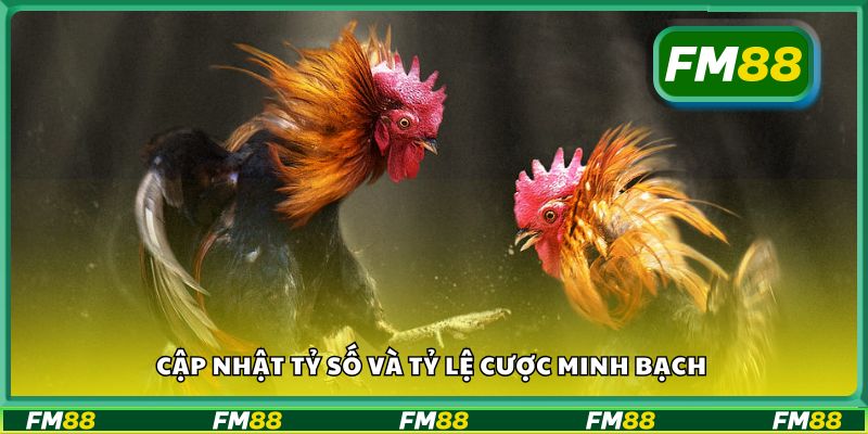 Cập nhật tỷ số và tỷ lệ cược minh bạch