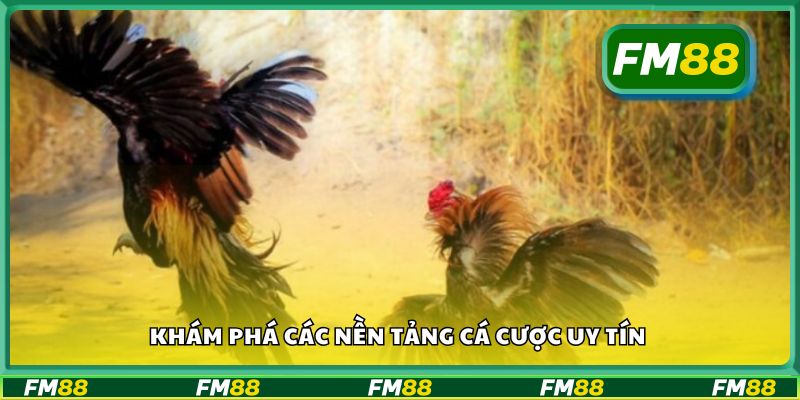 Khám phá các nền tảng cá cược uy tín