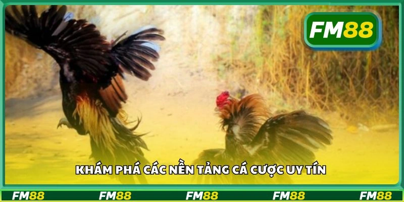 Khám phá các nền tảng cá cược uy tín