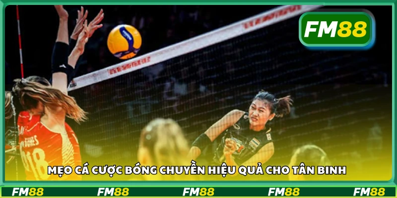 Mẹo cá cược bóng chuyền hiệu quả cho tân binh