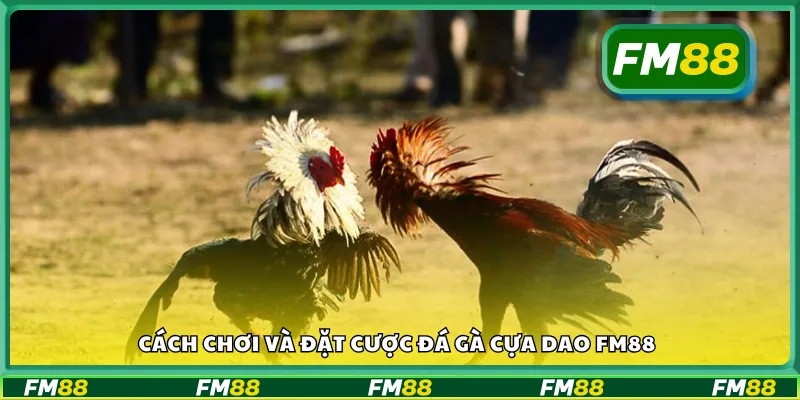 Hướng dẫn cách tham gia đá gà cựa dao tại FM88